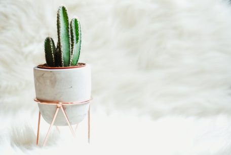 Photo Mini cactus lamp